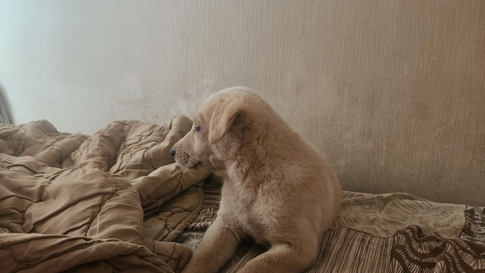 Отлам щенка  помесь лабродор