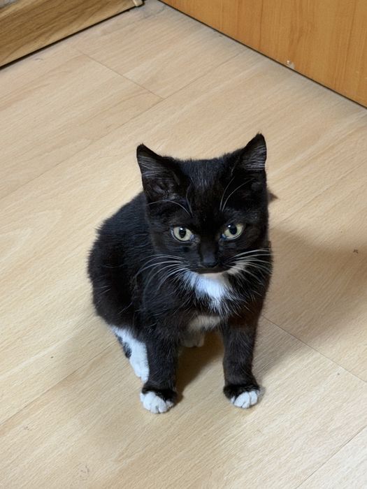 Котенок в добрые руки