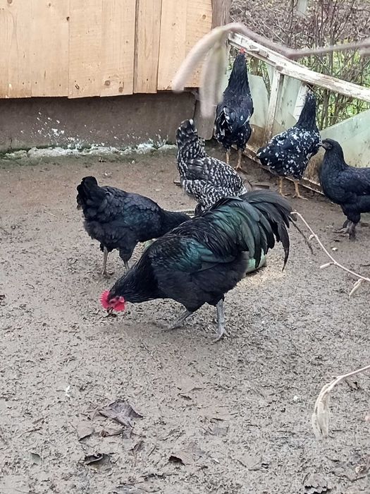 Vând oua pt incubat