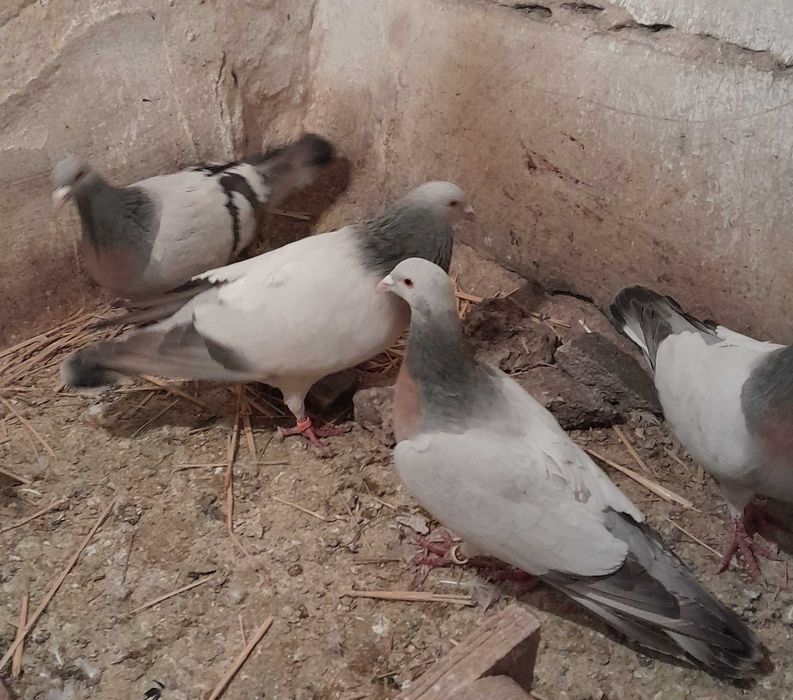 Porumbei Ciocârlie de Coburg