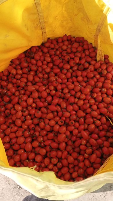 Măceșe proaspăt culese  calitate superioară!
Vând măceșe strânse manu