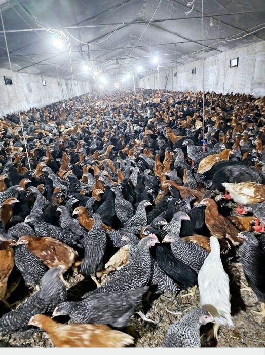 Pui zburati albi de carne si rasa mixta