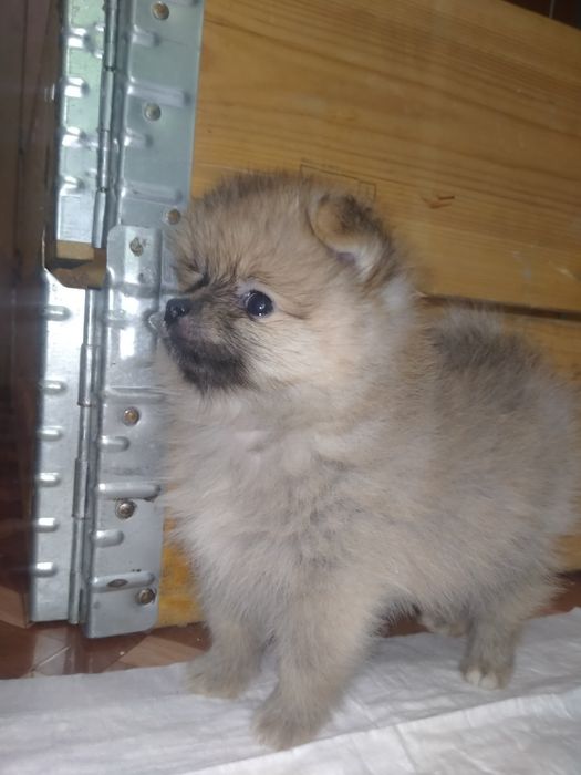 Померанский шпиц