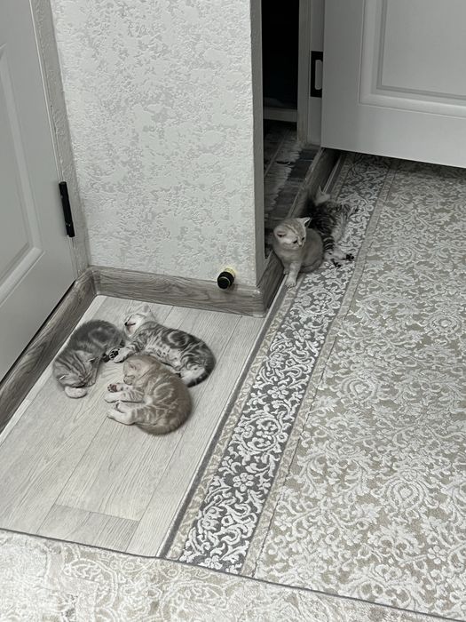 Котята  породистые шымкент