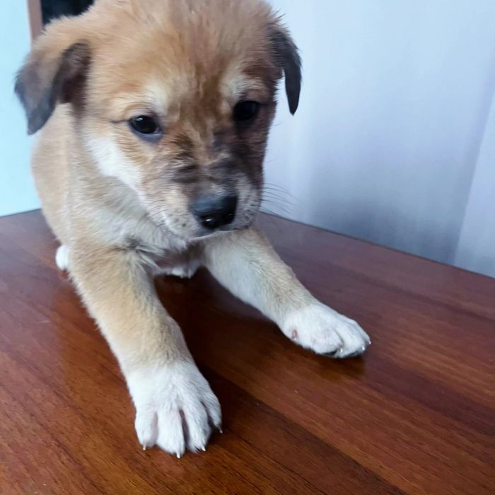 Отдам звоночков в добрые руки