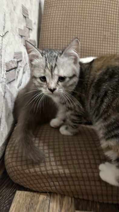 Котята девочки отдам в добрые руки….