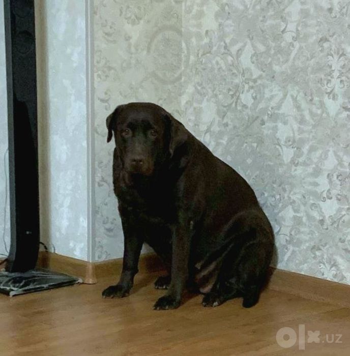 Продаются щенки лабрадора