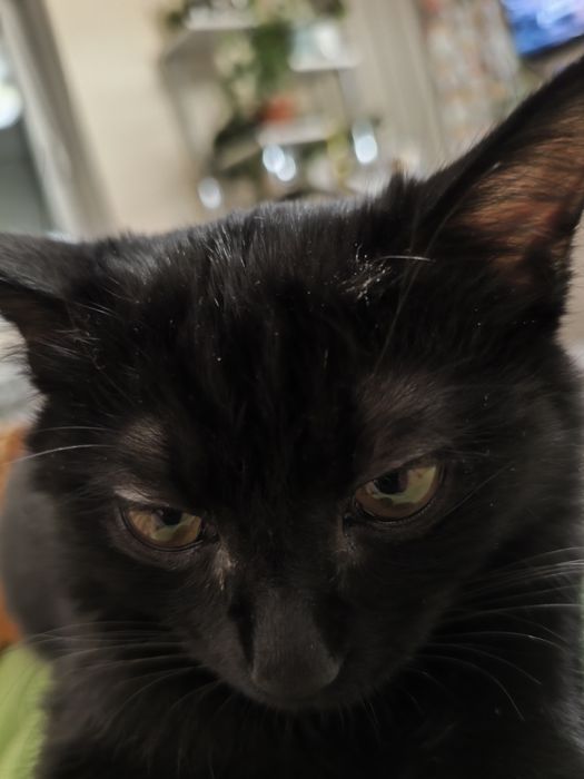 Отдам кошечку в добрые руки