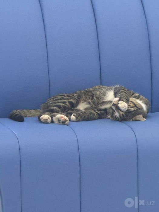 Котик ищет семью
