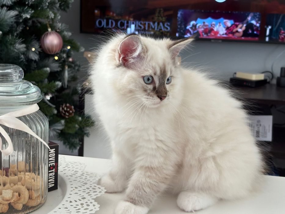 Котенца Рагдол-Ragdoll kittens