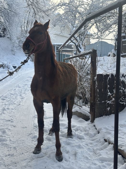 Донен сатылад    .
