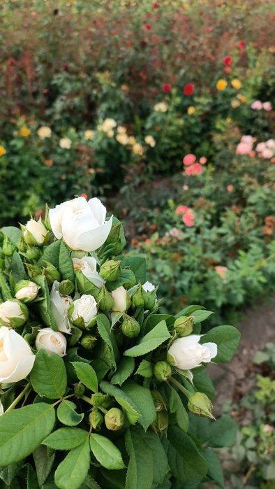 Atirgul koʻchatla sotiladi