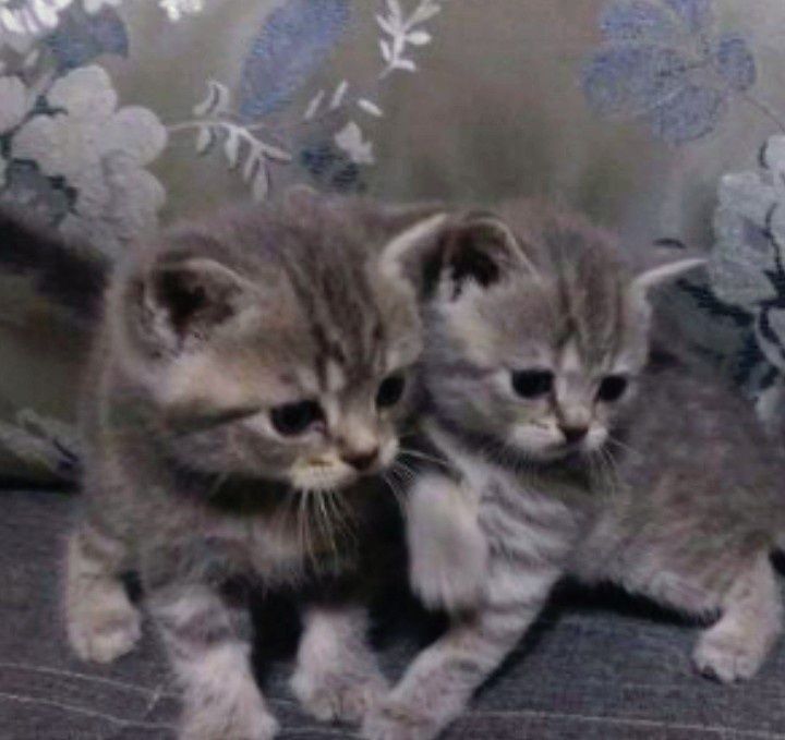 Британцы котята !