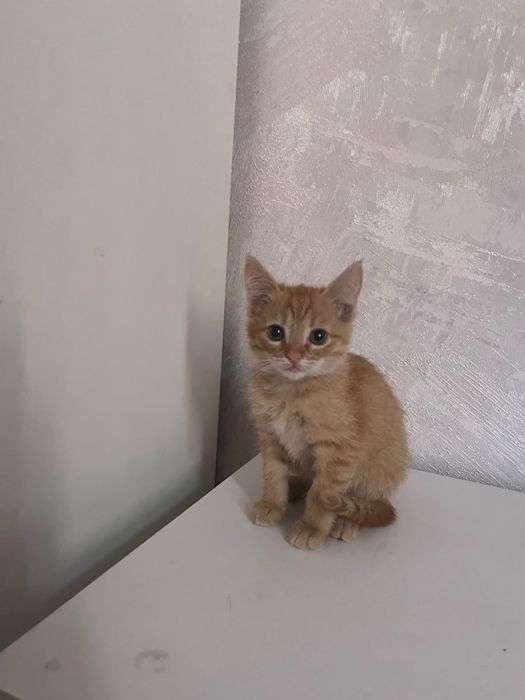 Отдам котят в хорошие, добрые руки.
