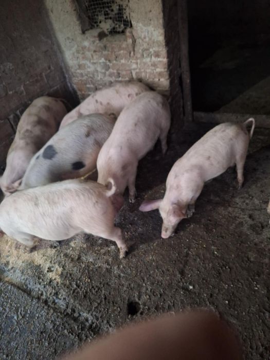 Продавам прасета