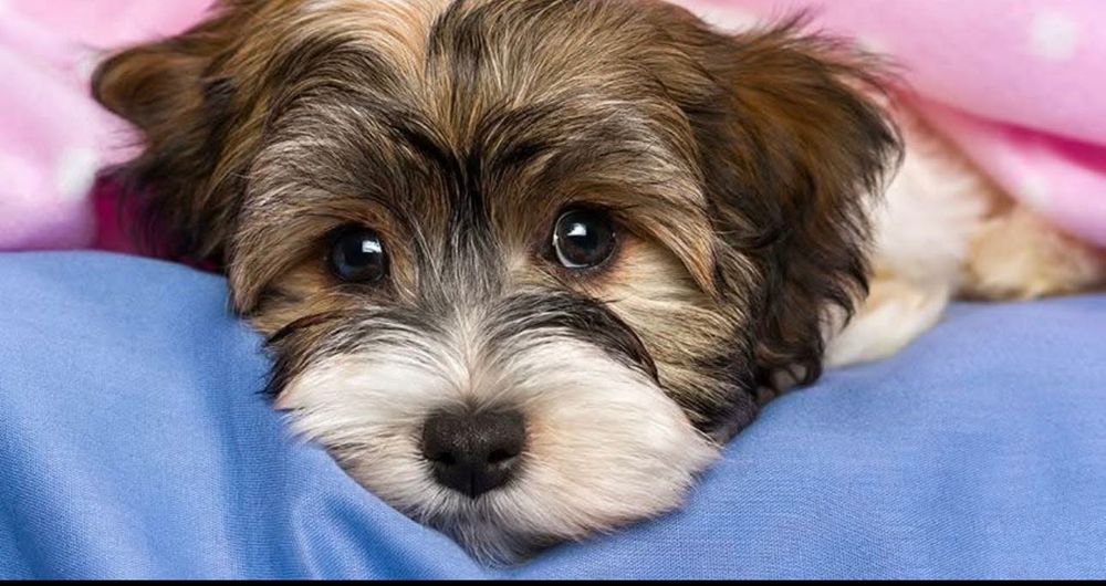 Pet sitter-Pensiune pentru animale Constanța