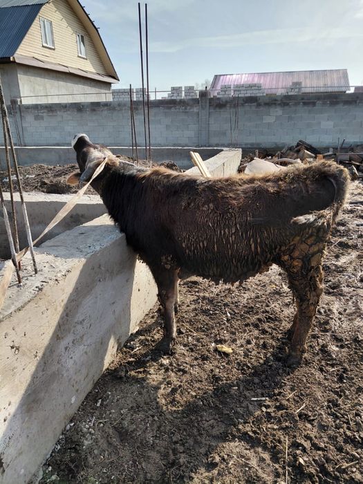 Продам два бычка