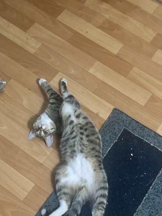 Отдам прикольную кошечку)