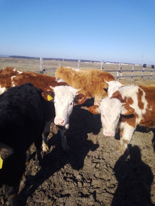 Vind  viteivirsta 8 luni