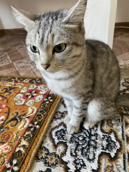 шатландский прямоухи. Отдам в хорошие руки.3-ое котят. Котятам 1,5мес.