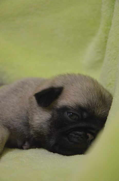 Продам щенков Мопса.