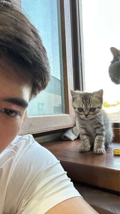 Продам милого котенка