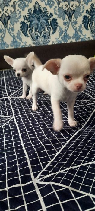 Щенки   чихуахуа