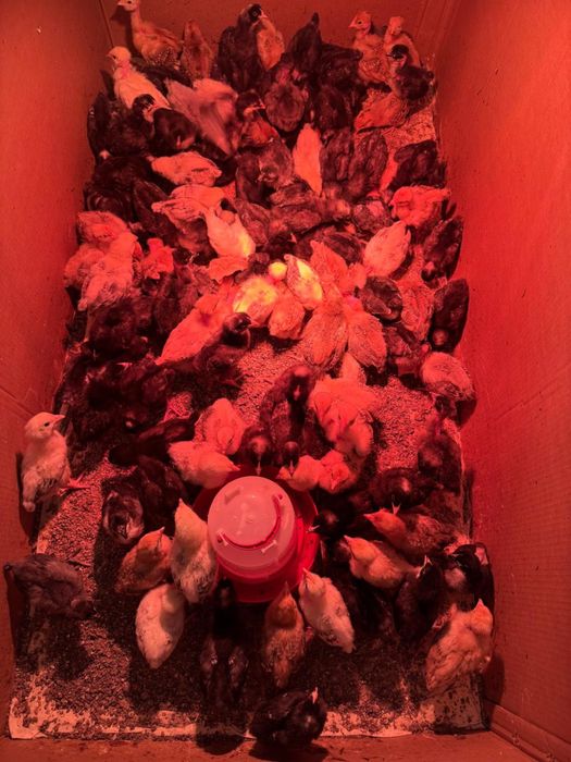 Цыплята разных пород