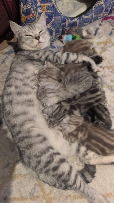 Британские котята