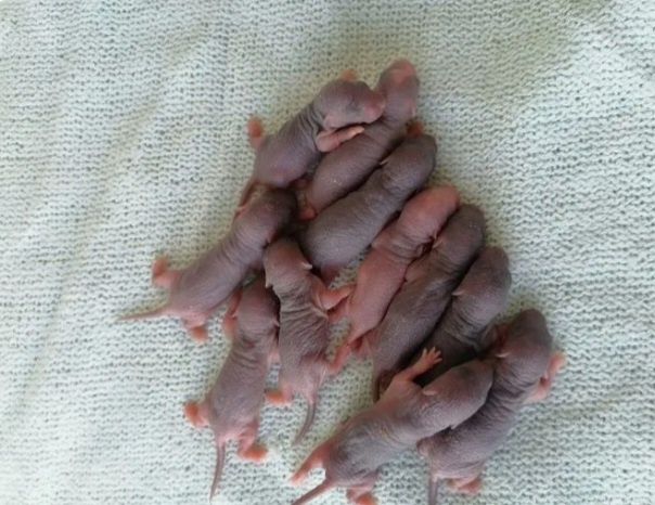 Крысята голыши кормовые