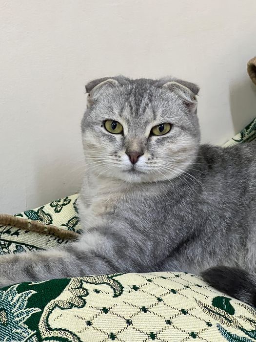 Кошка в добрые руки