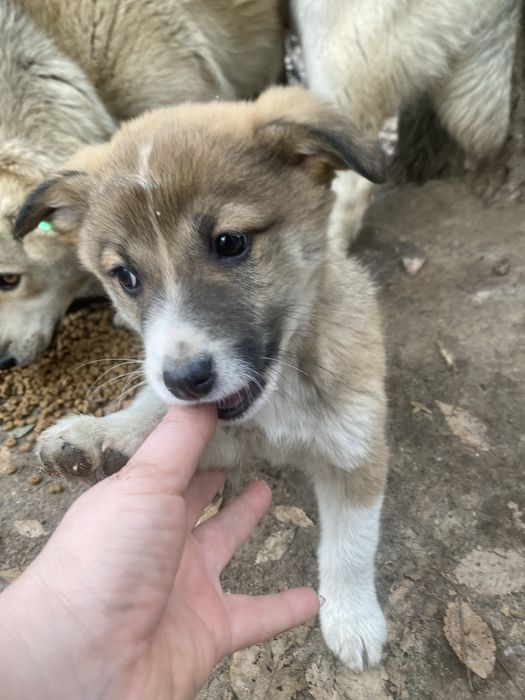 Щенок мальчик милаш