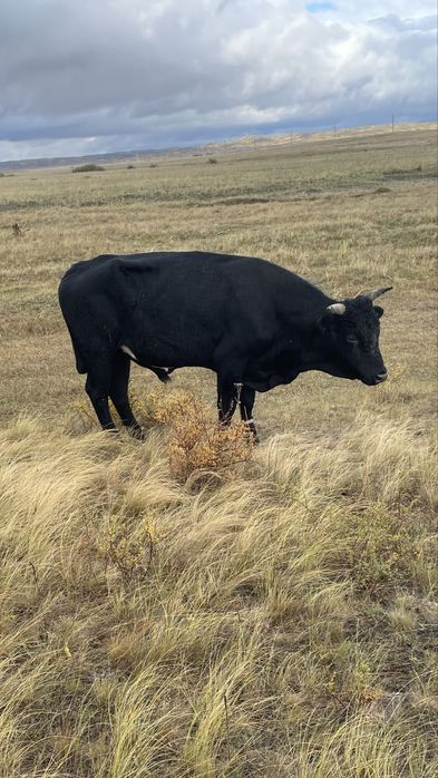 Прадается бычкиии