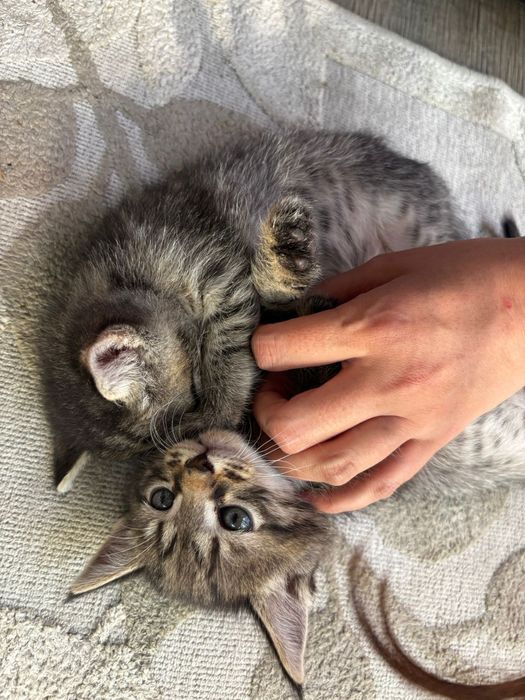 Котята бесплатно