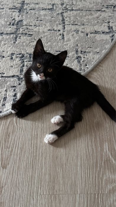 Кот отдам бесплатно в добрые руки