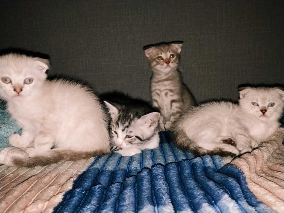 Отдам котят в добрые руки
