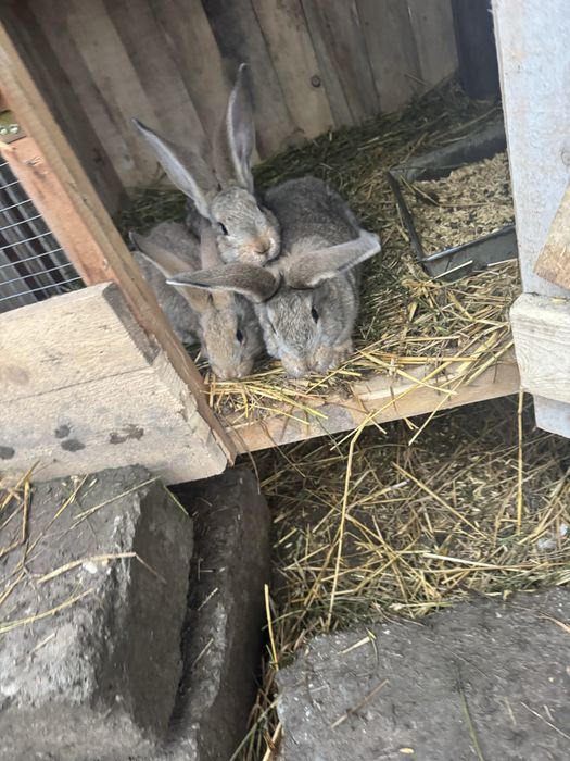 Iepurasi urias german 3 luni 2,700 kg