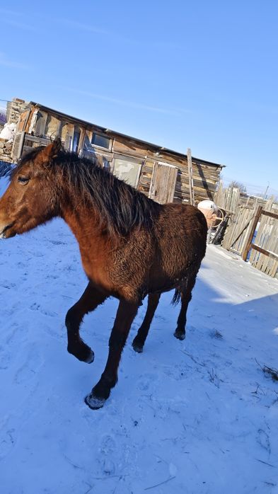 Продам коня на откорме