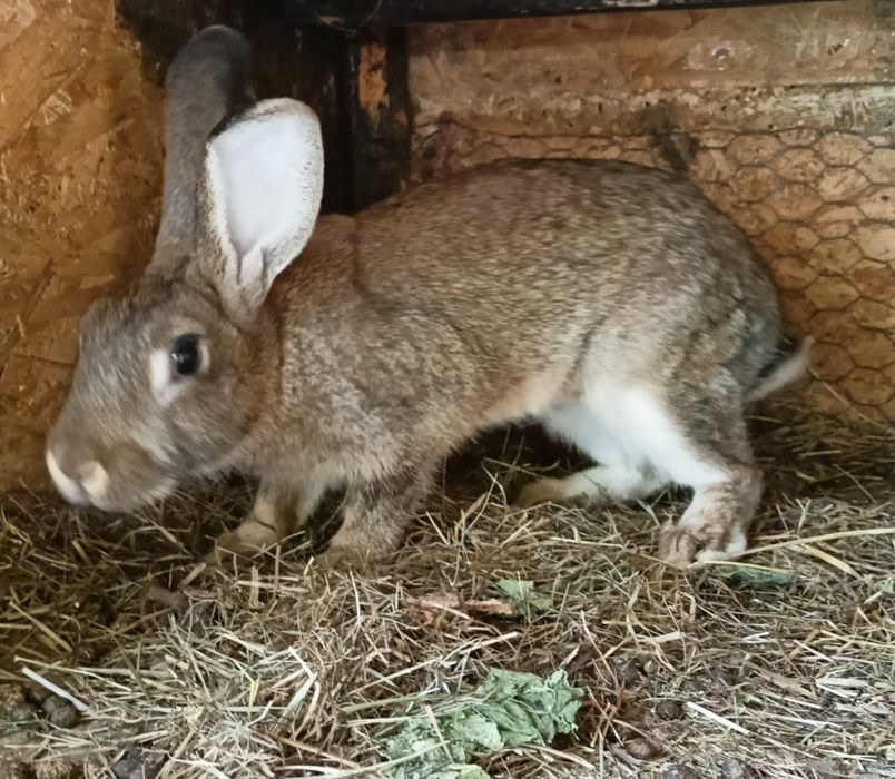 Vânzare iepuri 6 luni