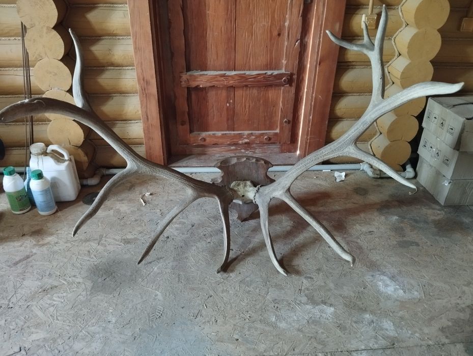 Продам чучело. Рога