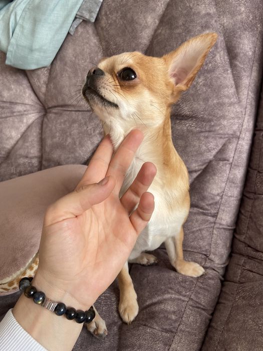 Вязка чихуа-хуа кобель