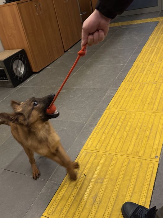 Щенок белгийский малинуа