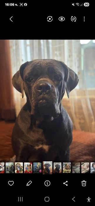 Кане Корсо италяно