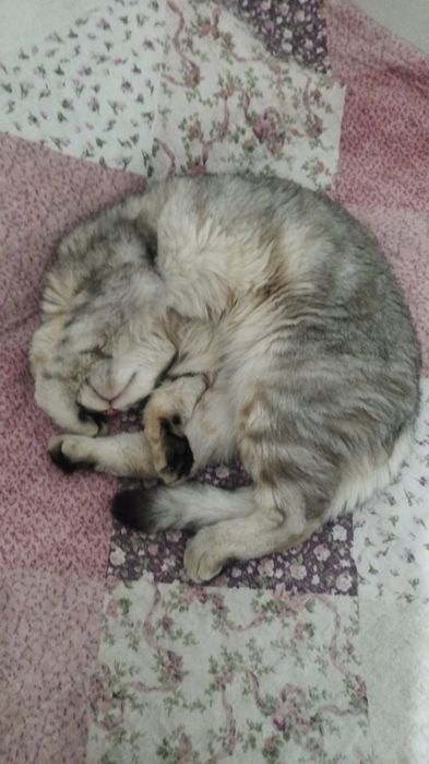 Отдам в хорошие руки