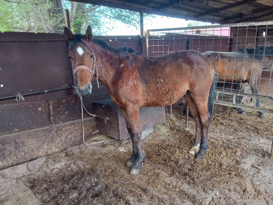 Тай сатылады таза кан