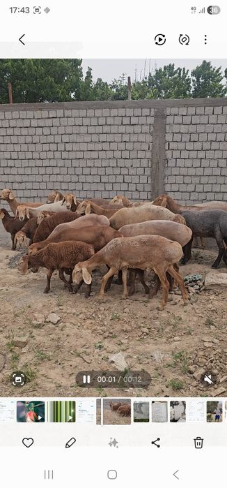 Арашан куй кузилар сотилади