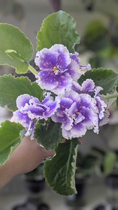 Фиалка (сенполия) Dn-Рiздво