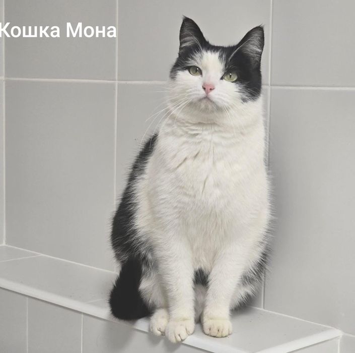 Кошки в добрые ручки