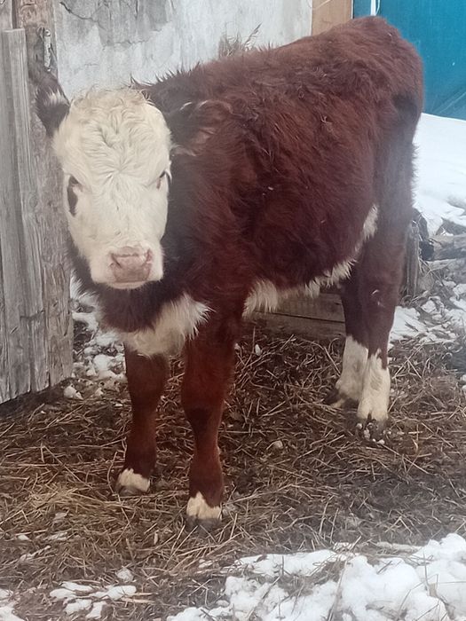 Продам телочку  11 мес .