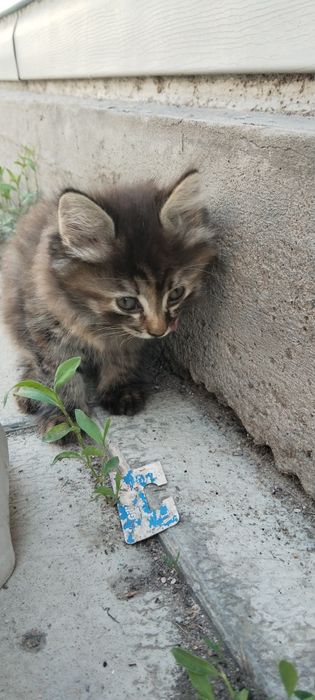 Бесплатно двухмесячный котёнок девушка.